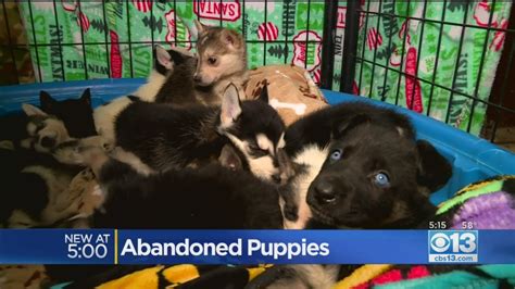Puppies abandoned outside grocery now store up for adoption in Thousand Oaks